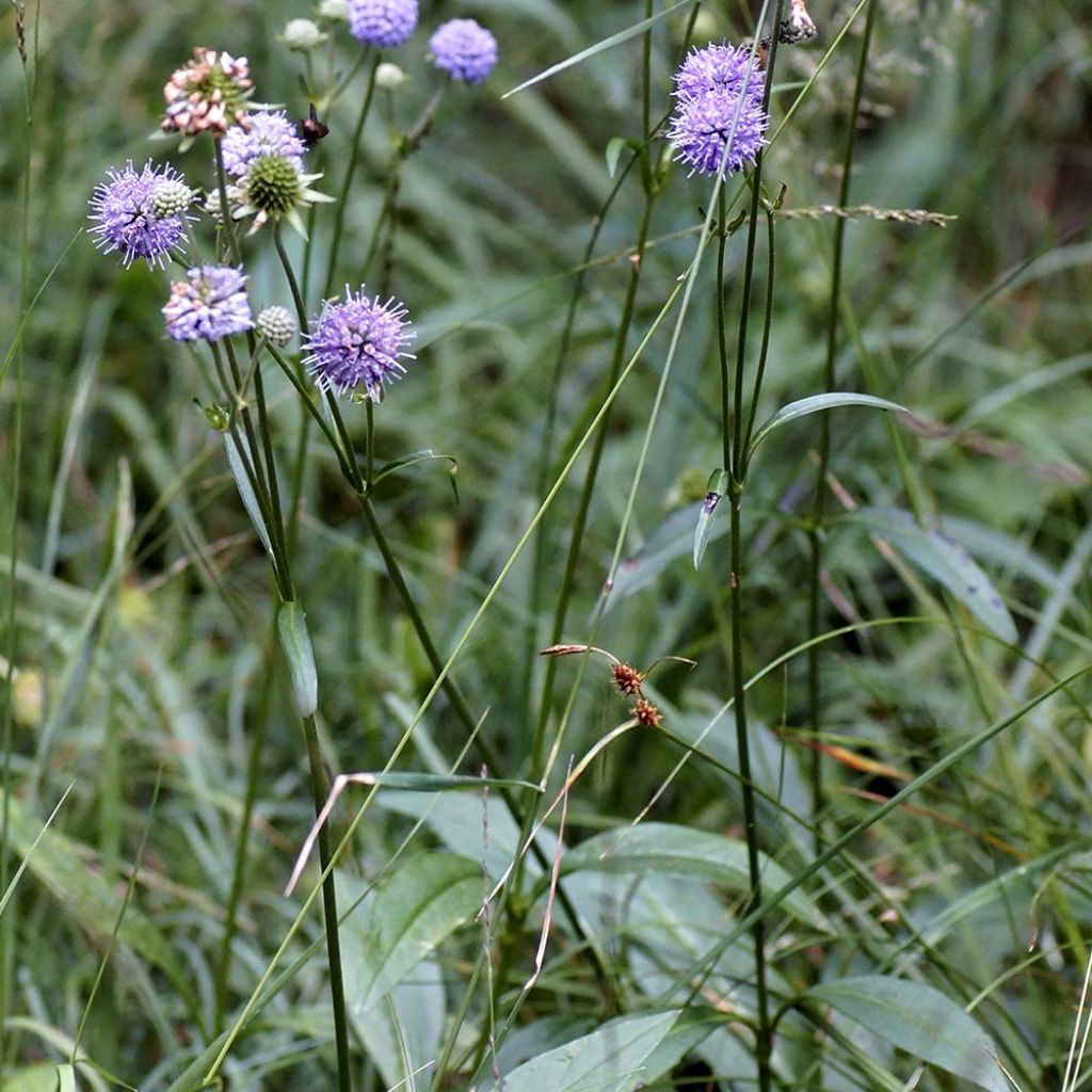 Succisa pratensis - Succise des près