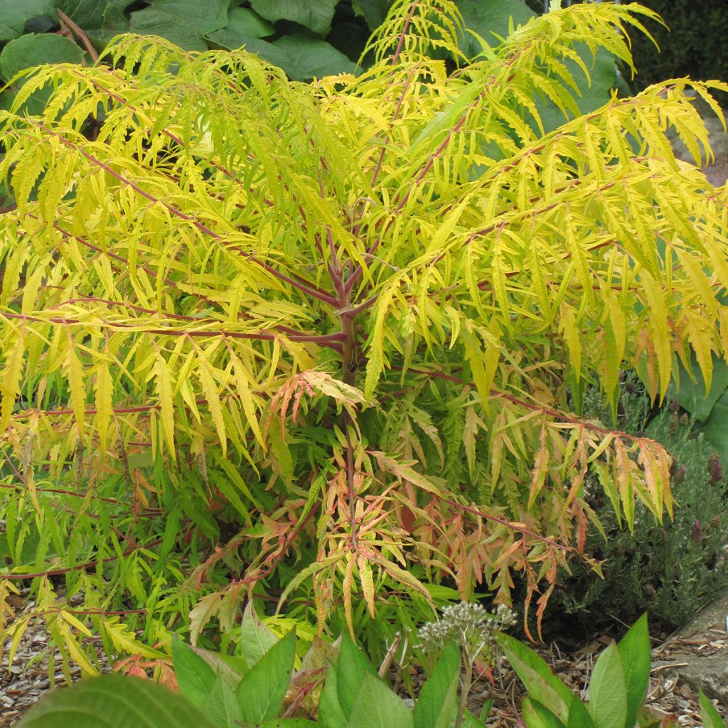 Sumac de Virginie Tiger Eyes - Rhus typhina