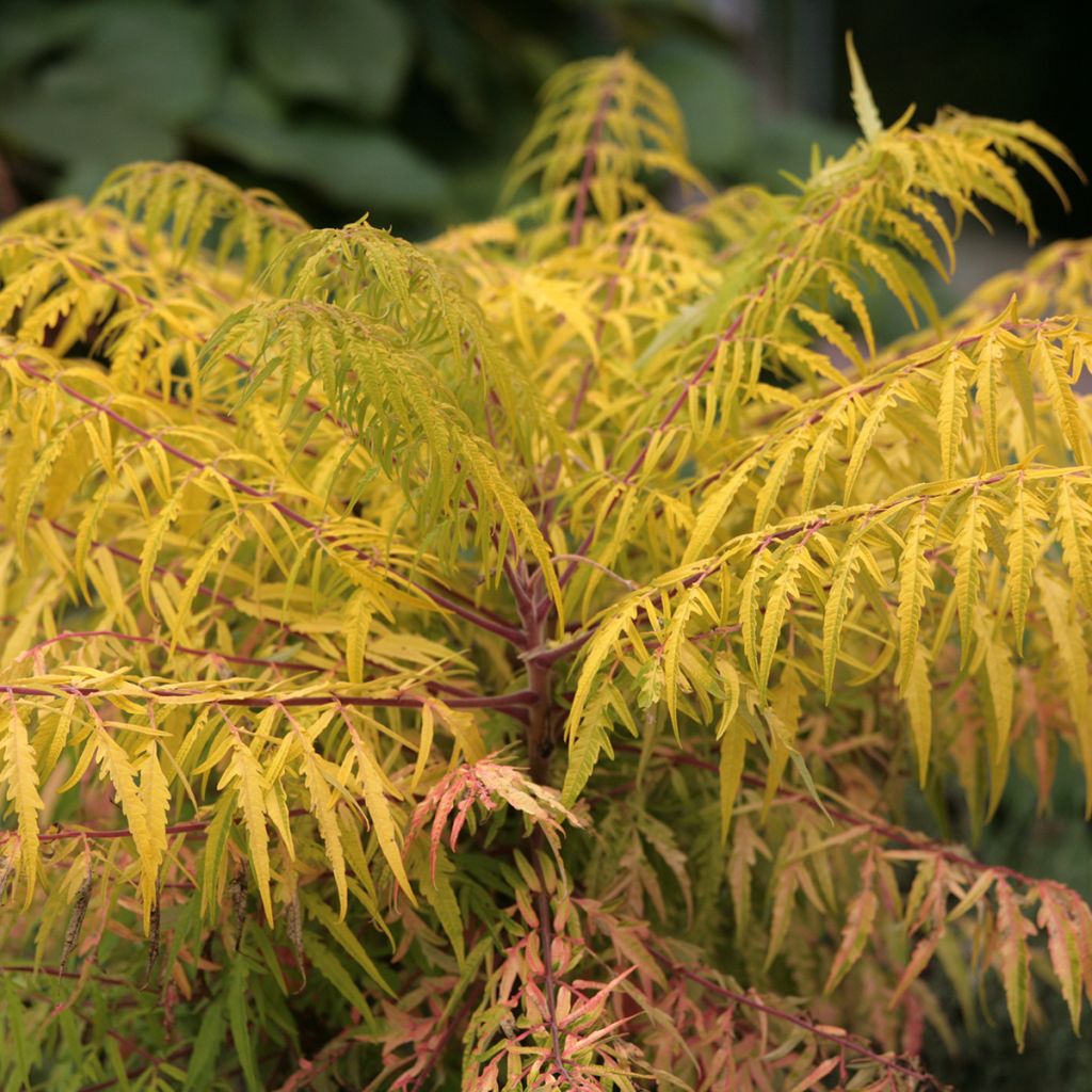 Sumac de Virginie Tiger Eyes - Rhus typhina