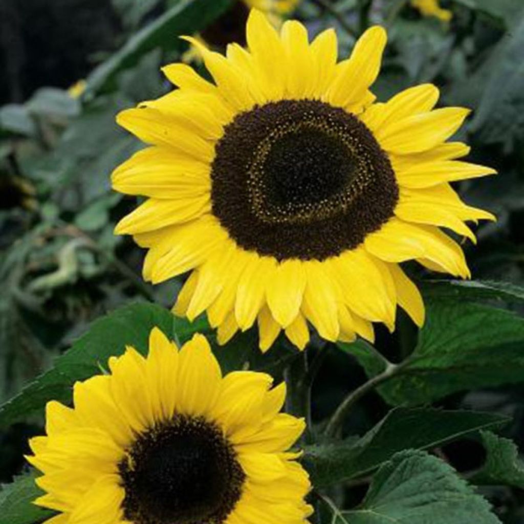 Tournesol Giant Yellow