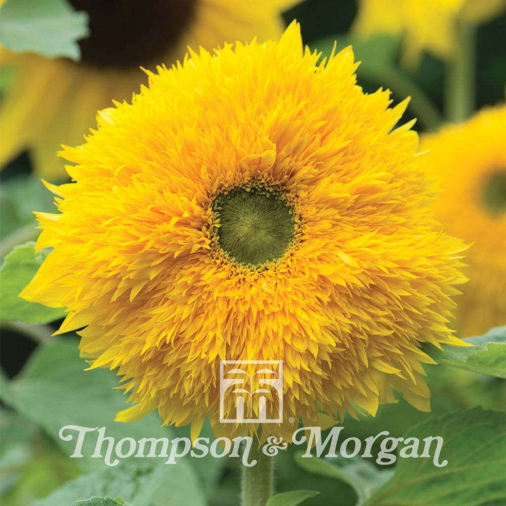 Tournesol Sunshot Golds en mélange F1 Hybrid