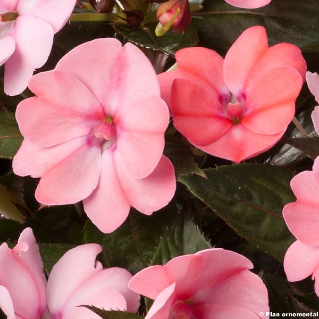 Impatiens Sunpatiens compact blush pink