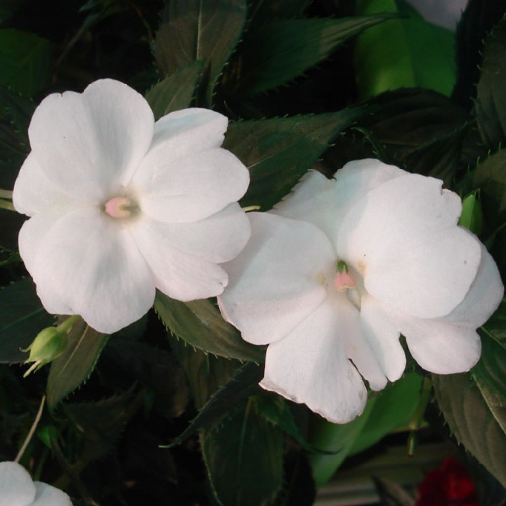 Impatiens Sunpatiens compact Blanc