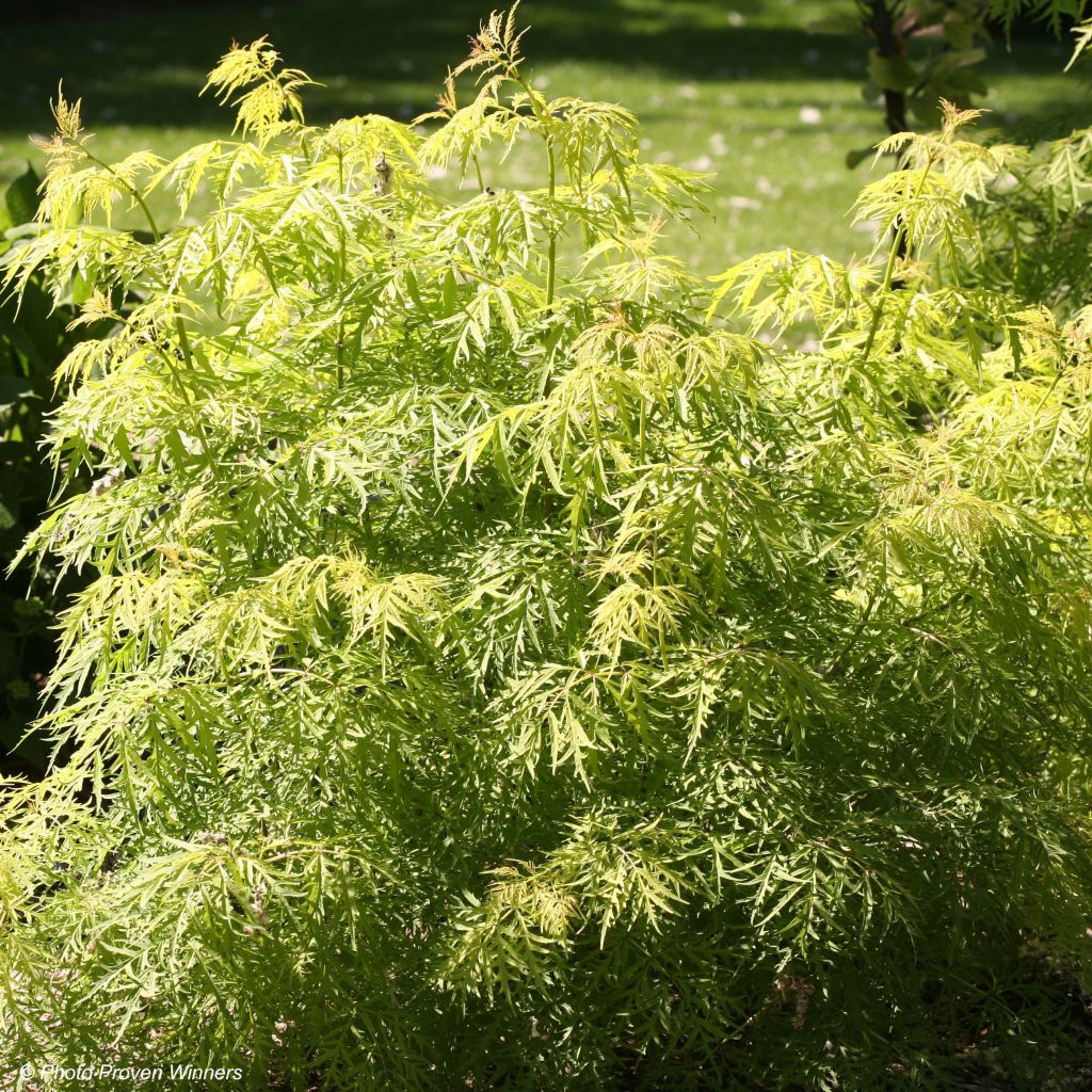 Sureau Lemony Lace - Sambucus racemosa