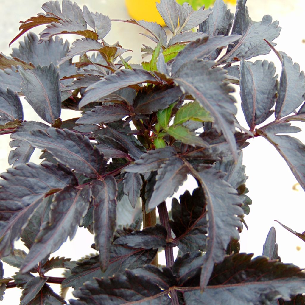 Sureau noir - Sambucus nigra Black Tower