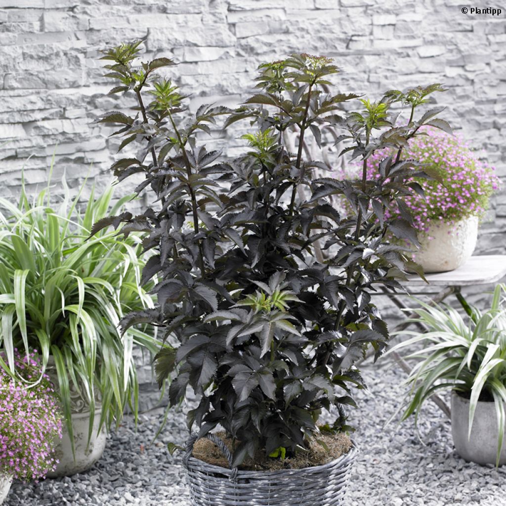 Sureau noir - Sambucus nigra Black Tower