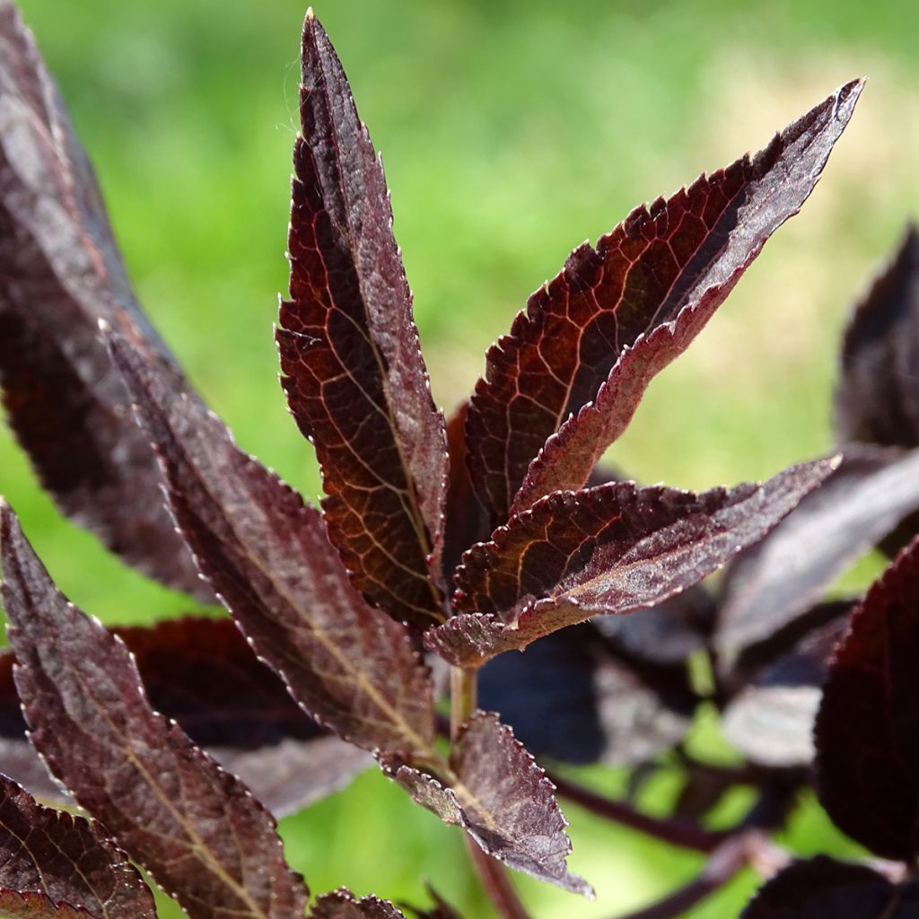 Sureau noir - Sambucus nigra Black Beauty (Gerda)