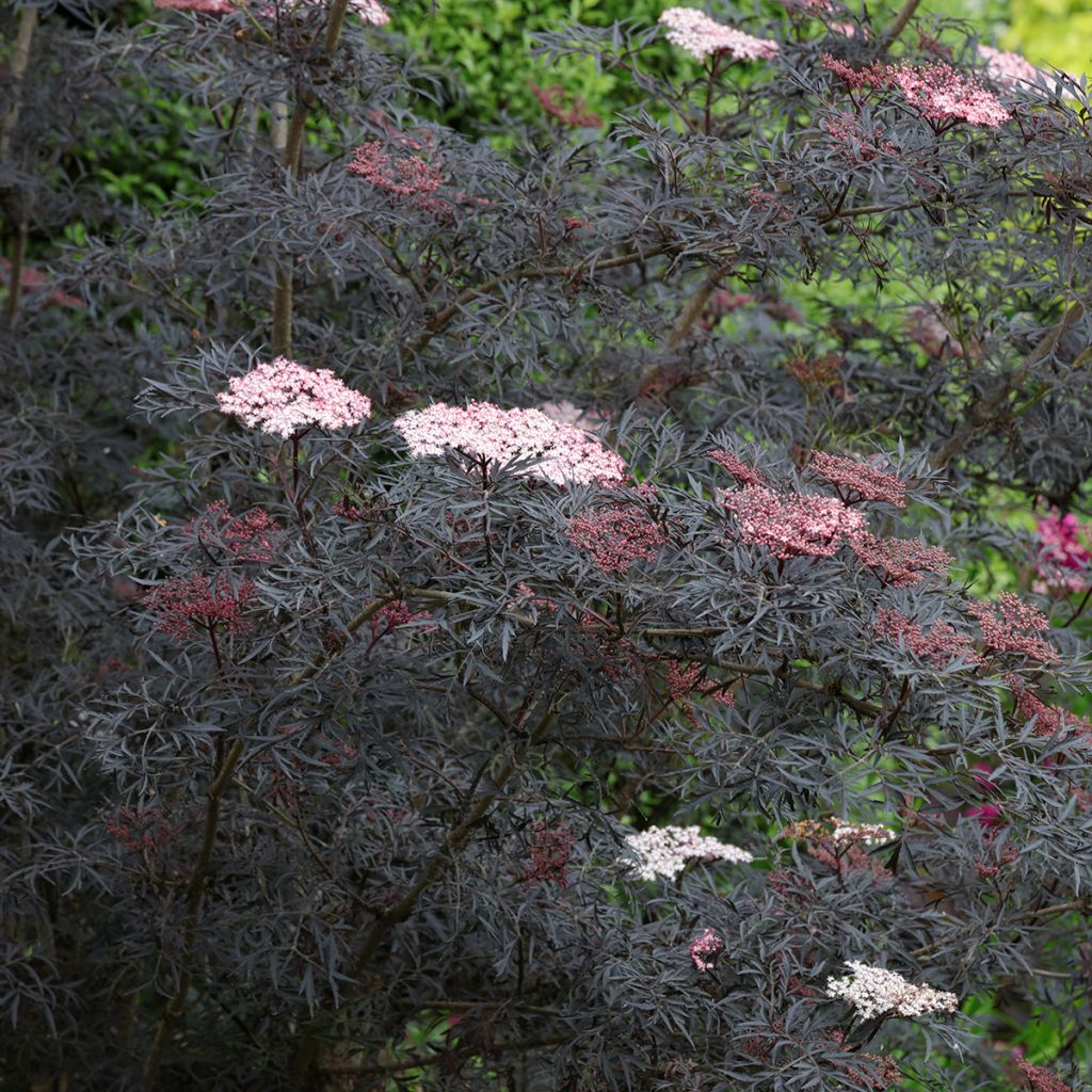 Sureau noir - Sambucus nigra Black Lace (Eva)