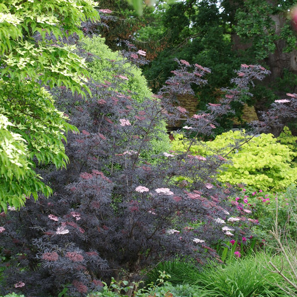 Sureau noir - Sambucus nigra Black Lace (Eva)