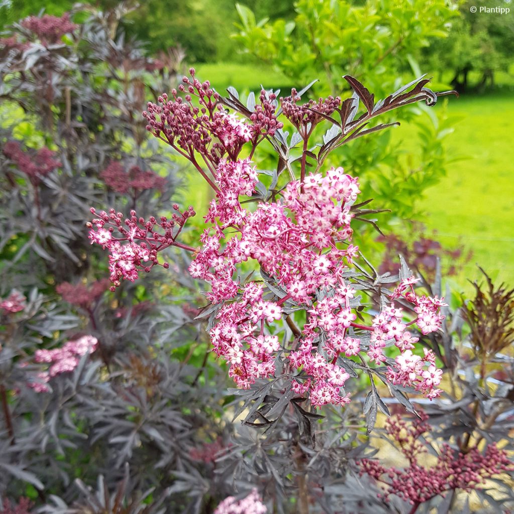 Sureau noir - Sambucus nigra Cherry Lace