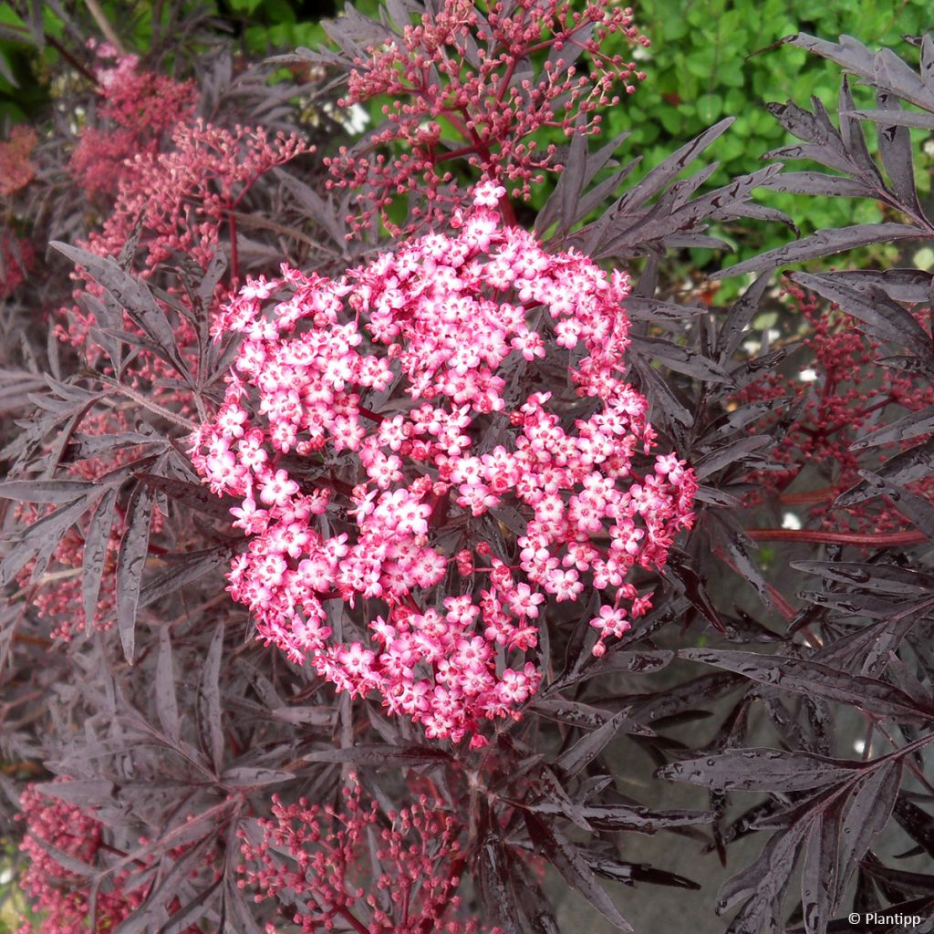 Sureau noir - Sambucus nigra Cherry Lace