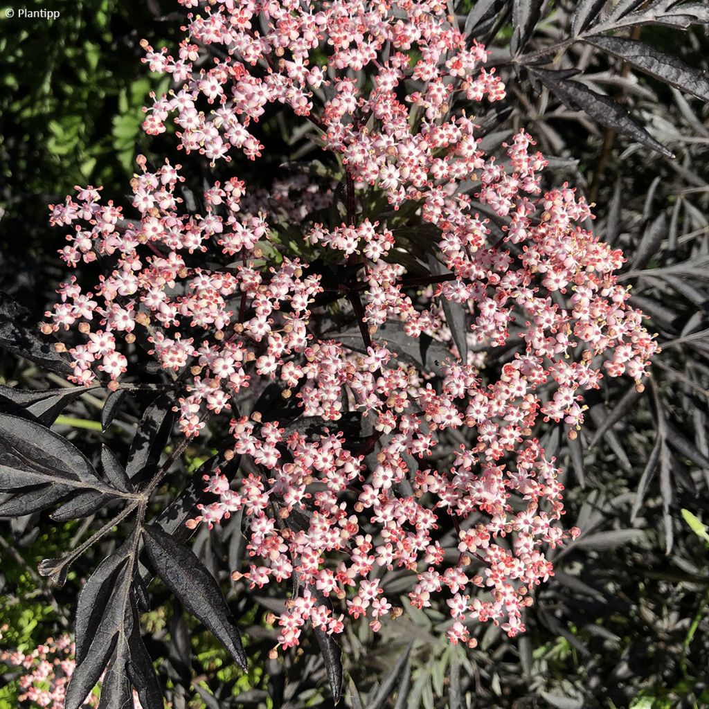 Sureau noir - Sambucus nigra Cherry Lace