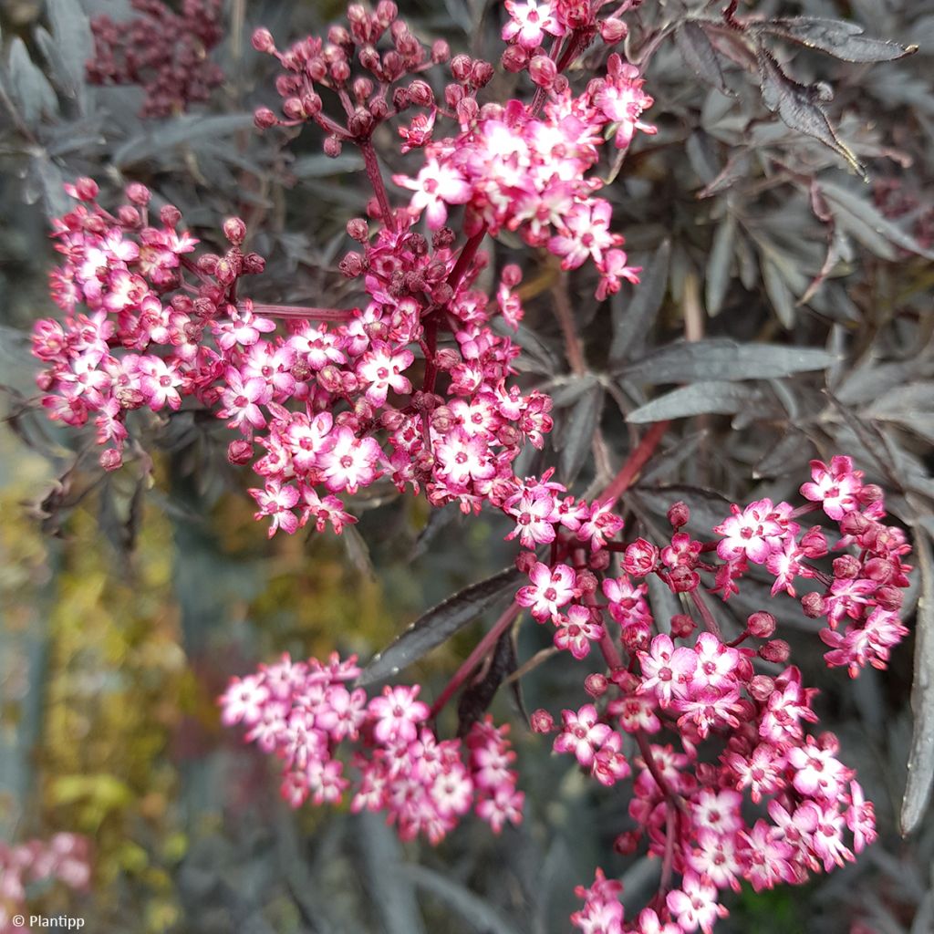 Sureau noir - Sambucus nigra Cherry Lace