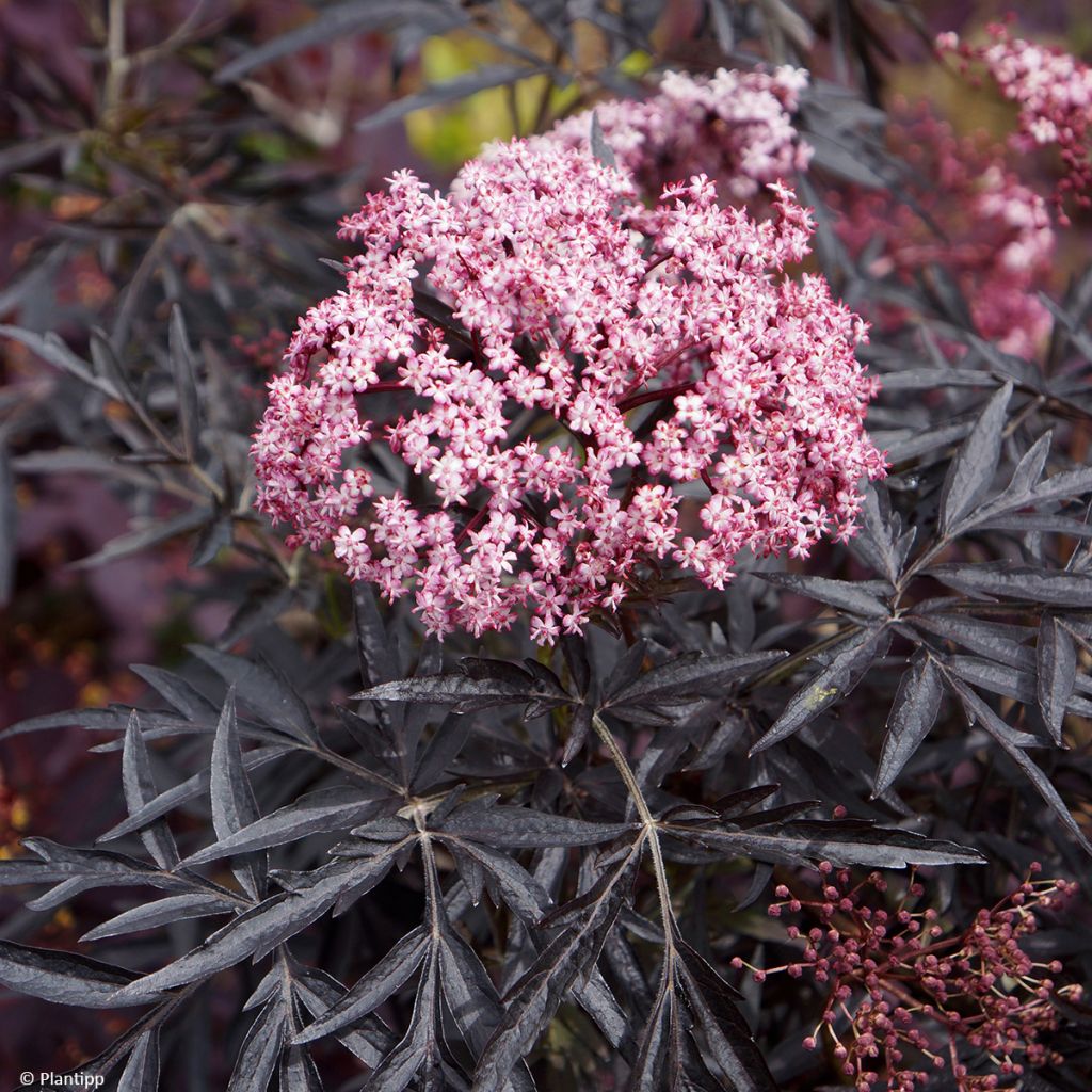 Sureau noir - Sambucus nigra Cherry Lace