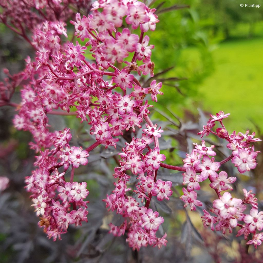 Sureau noir - Sambucus nigra Cherry Lace