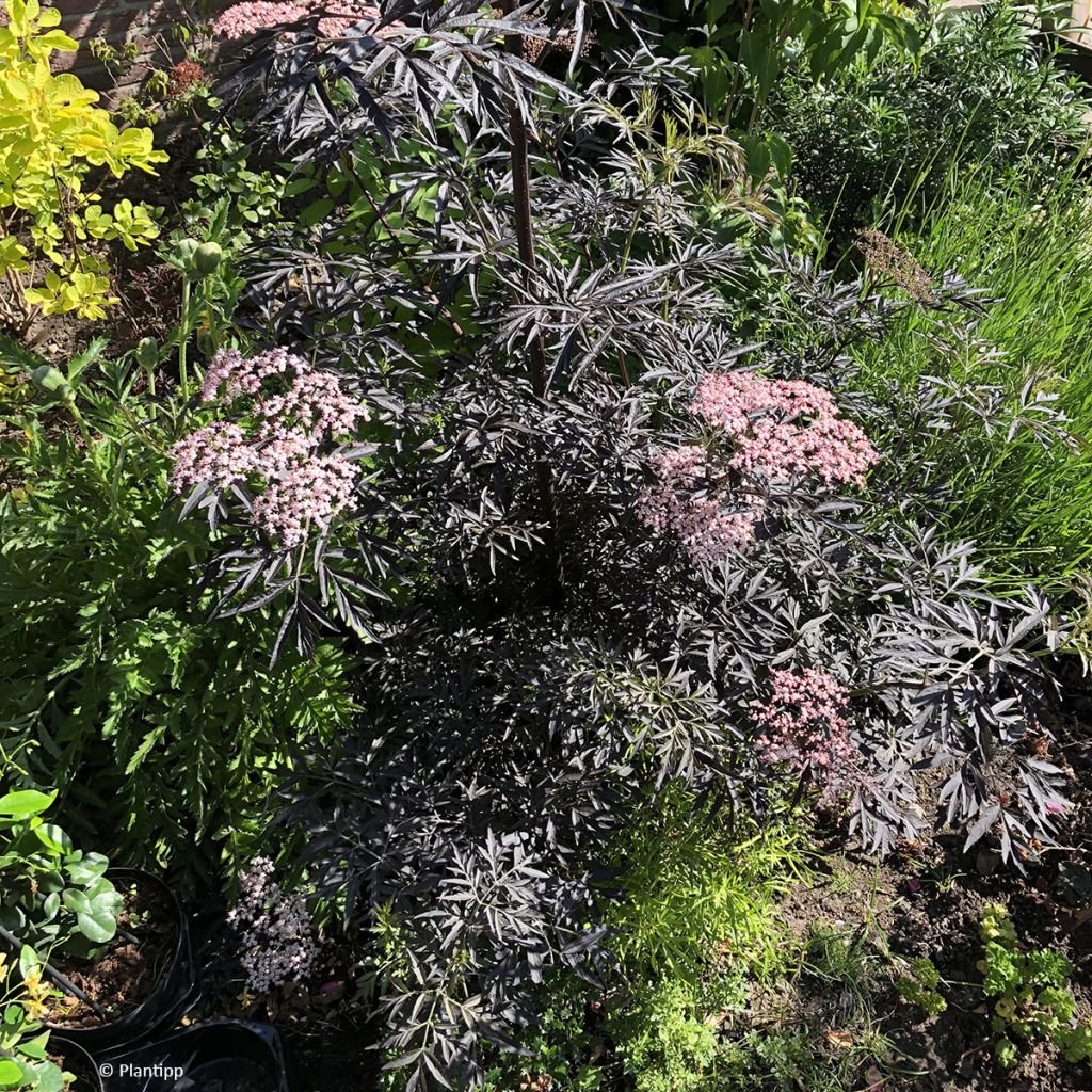 Sureau noir - Sambucus nigra Cherry Lace