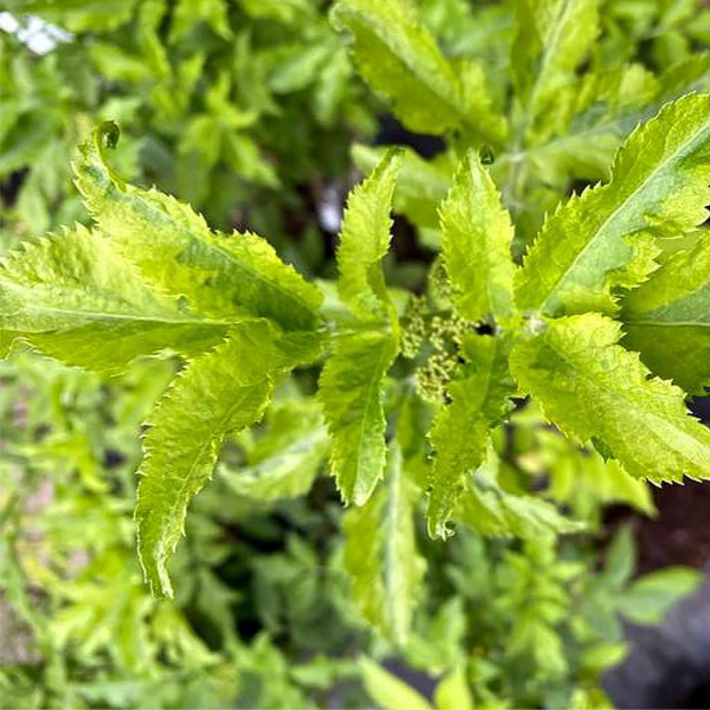 Sureau noir - Sambucus nigra Marion Bull