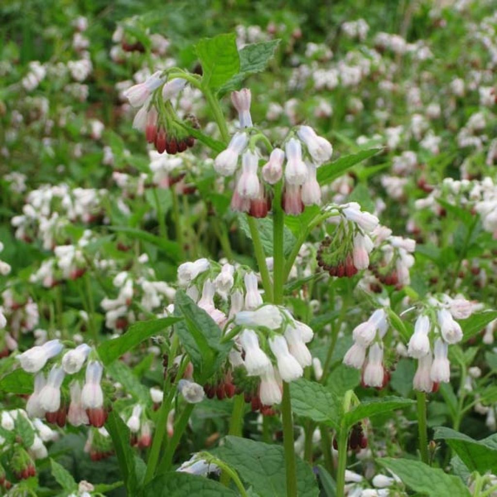 Consoude à grandes fleurs - Symphytum Hidcote Pink