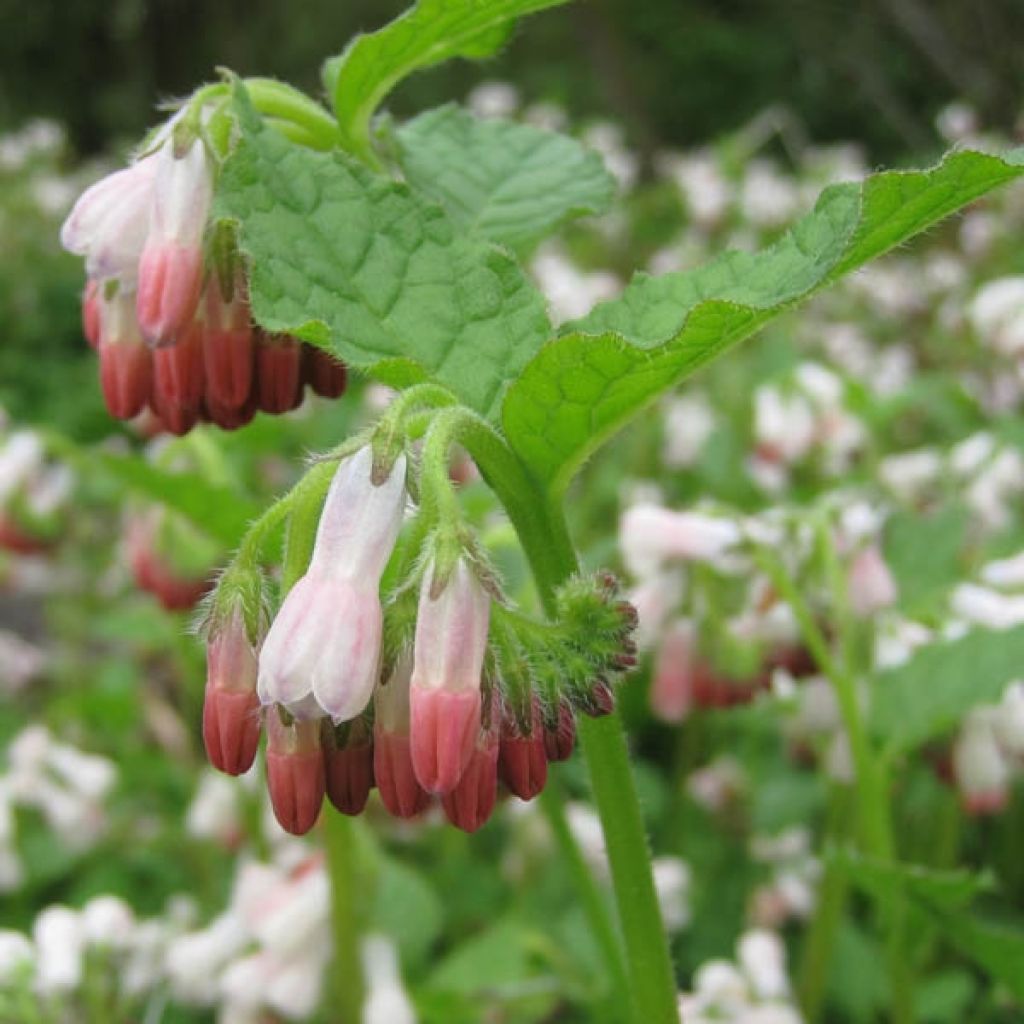 Consoude à grandes fleurs - Symphytum Hidcote Pink