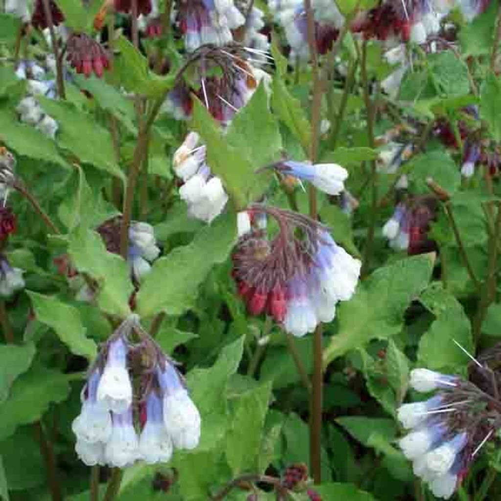 Consoude à grandes fleurs - Symphytum Sky Blue Pink