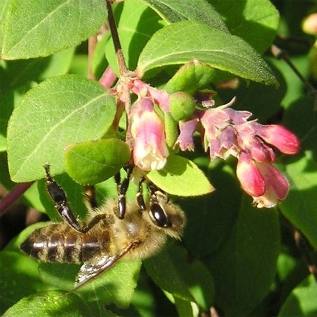 Symphoricarpos chenaultii - Symphorine de Chenault