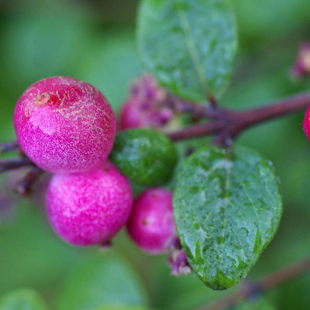 Symphoricarpos chenaultii Hancock - Symphorine de Chenault