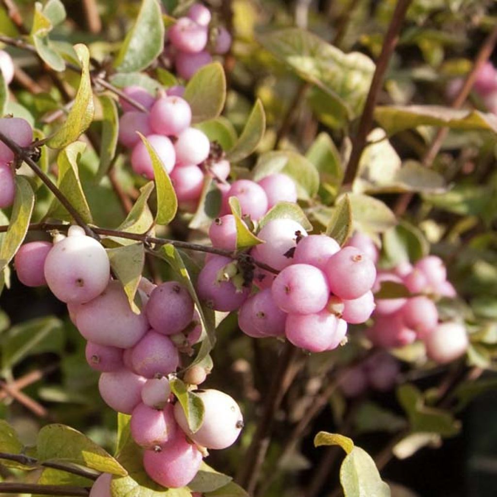 Symphorine, Symphoricarpos doorenbosii Amethyst