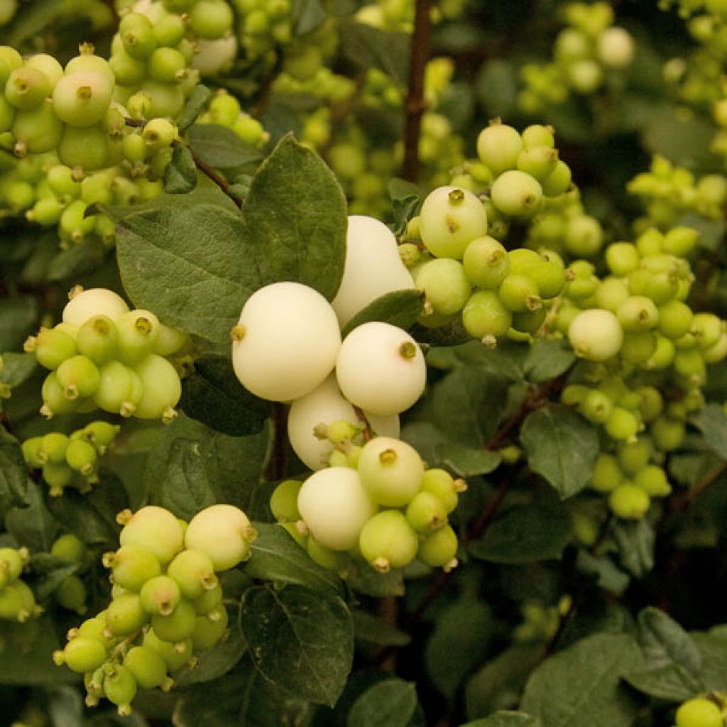 Symphorine, Symphoricarpos doorenbosii White Hedge