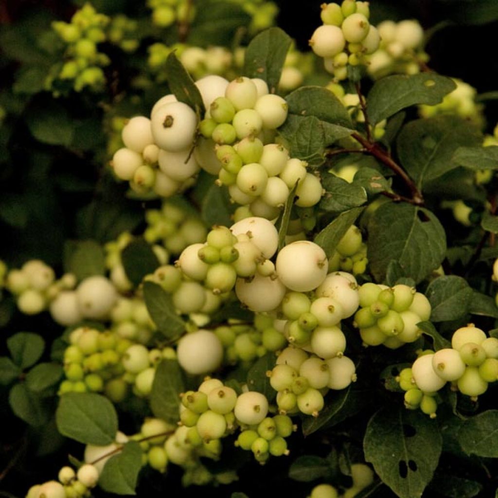 Symphorine, Symphoricarpos doorenbosii White Hedge