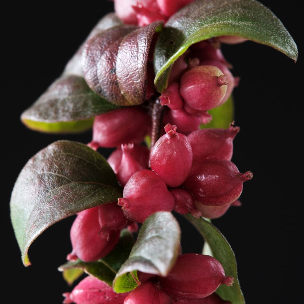 Symphorine - Symphoricarpos Magical Berry Christmas