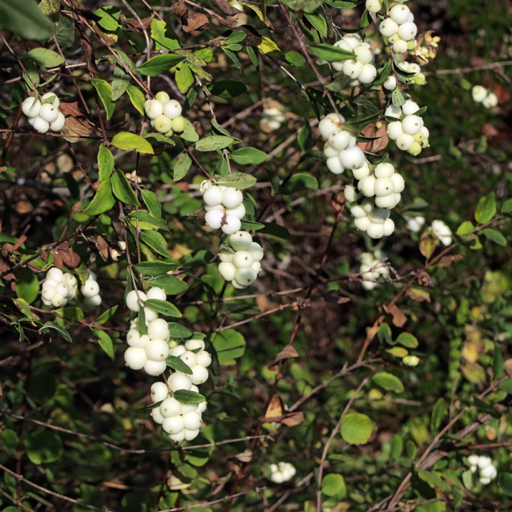 Symphorine blanche - Symphoricarpos albus var. laevigatus