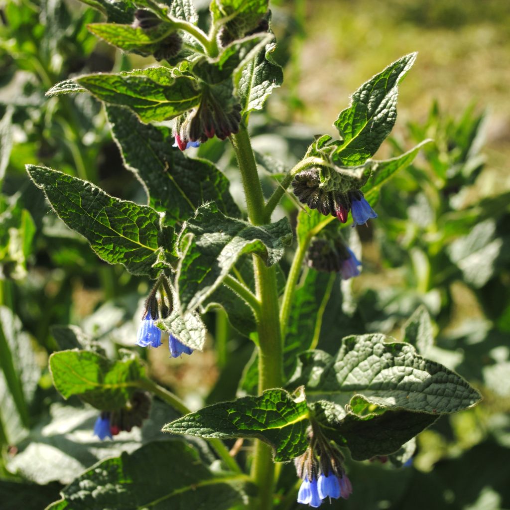 Consoude - Symphytum azureum