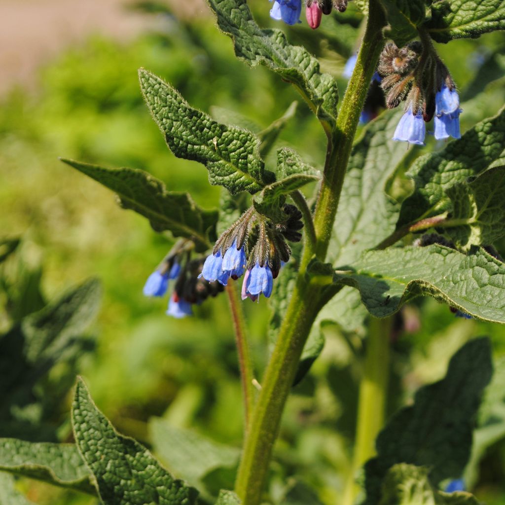 Consoude - Symphytum azureum