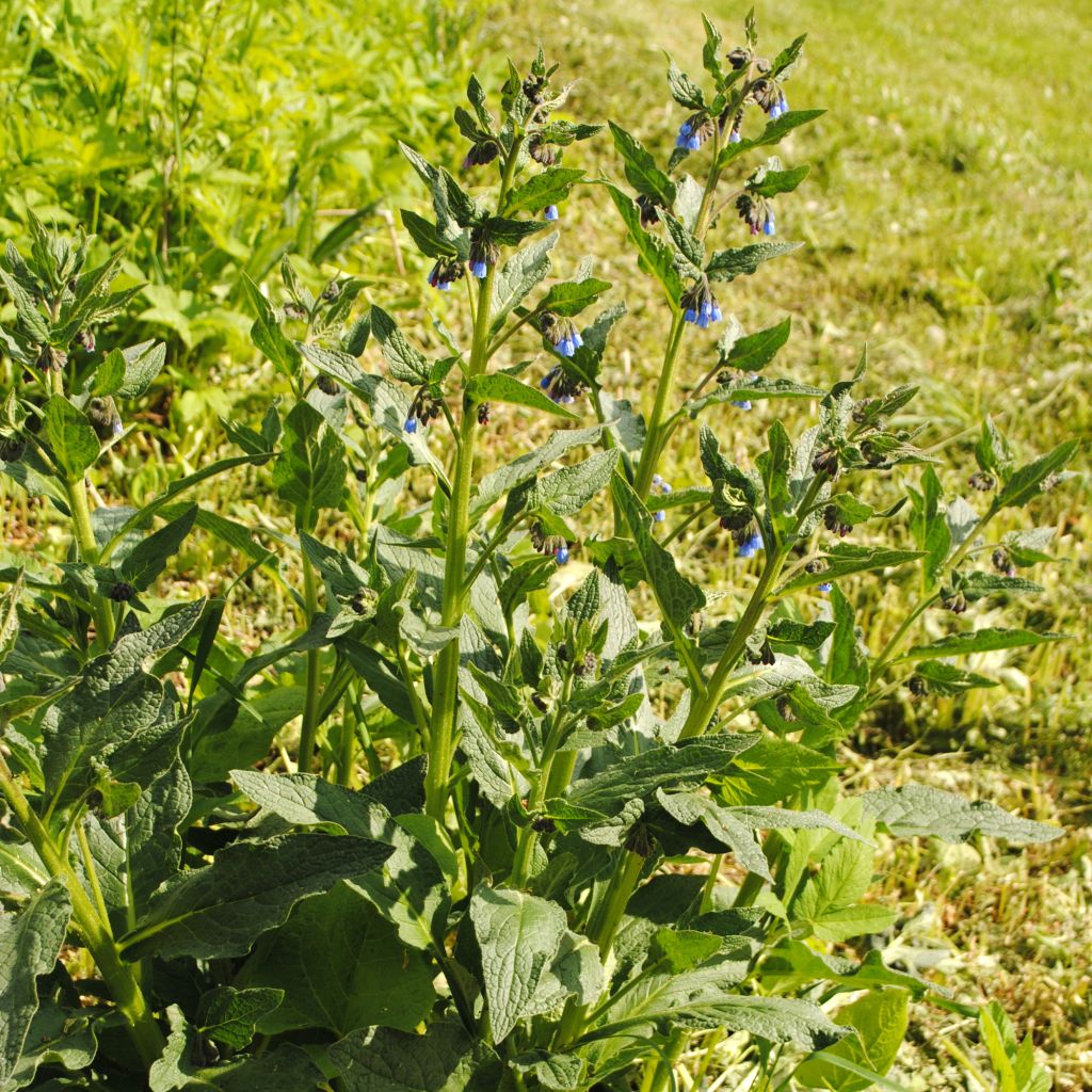 Consoude - Symphytum azureum