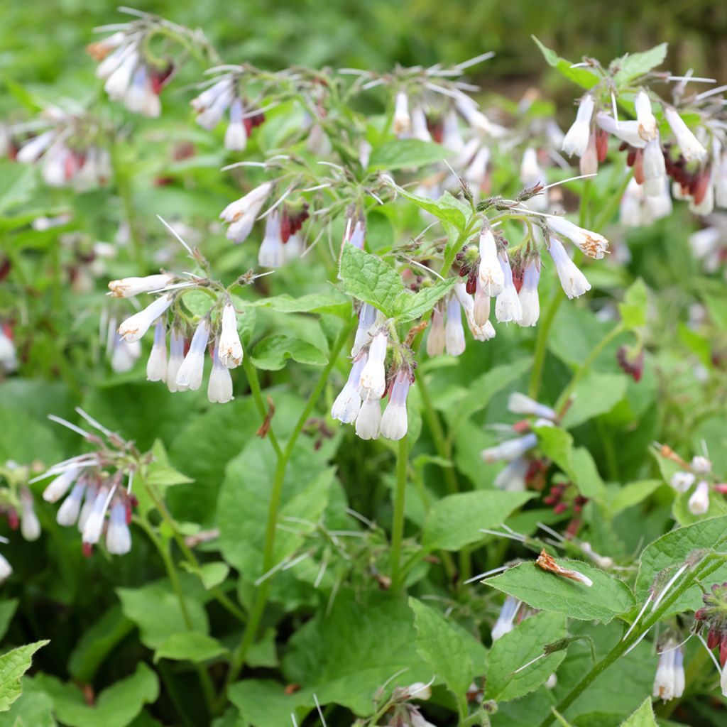 Consoude à grandes fleurs - Symphytum Hidcote Blue