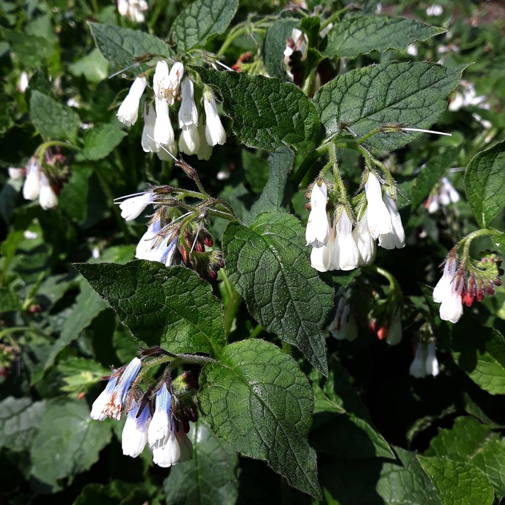 Consoude à grandes fleurs - Symphytum Hidcote Blue