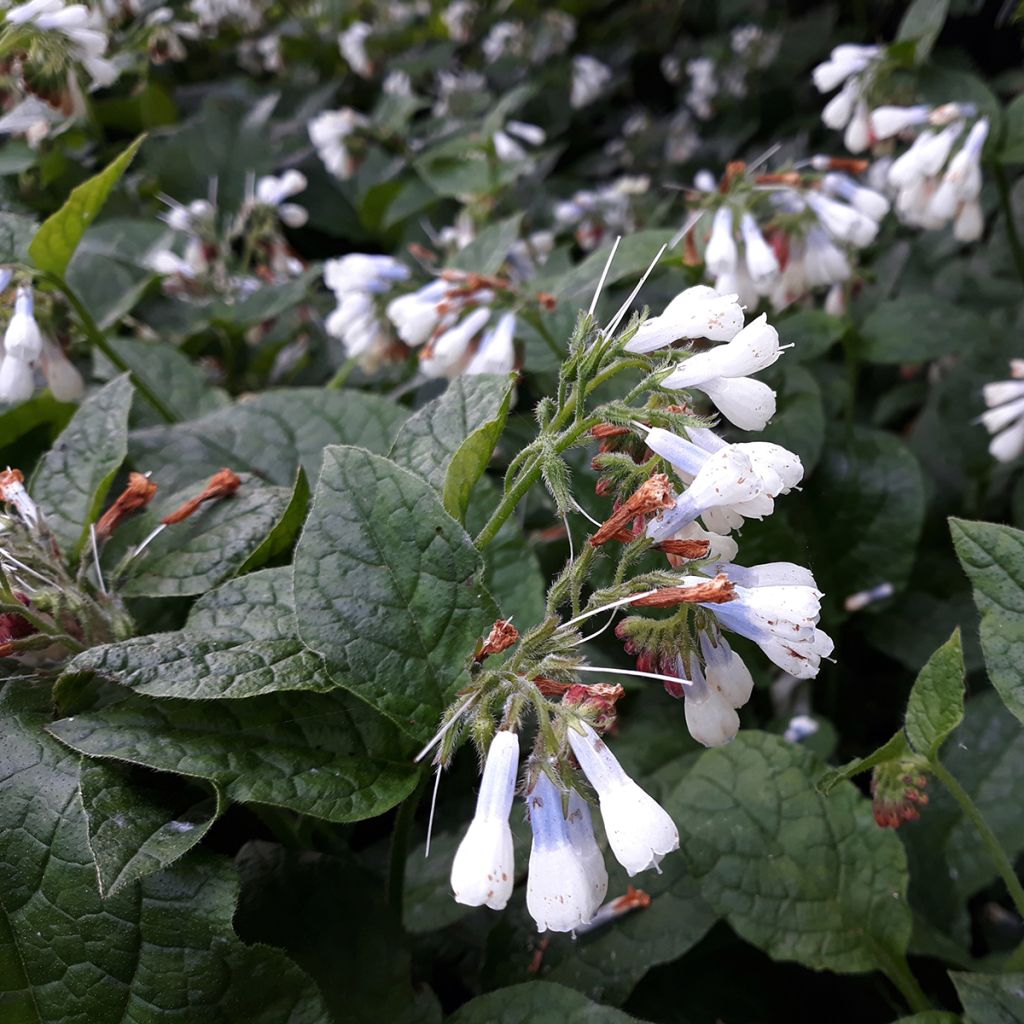 Consoude à grandes fleurs - Symphytum Hidcote Blue