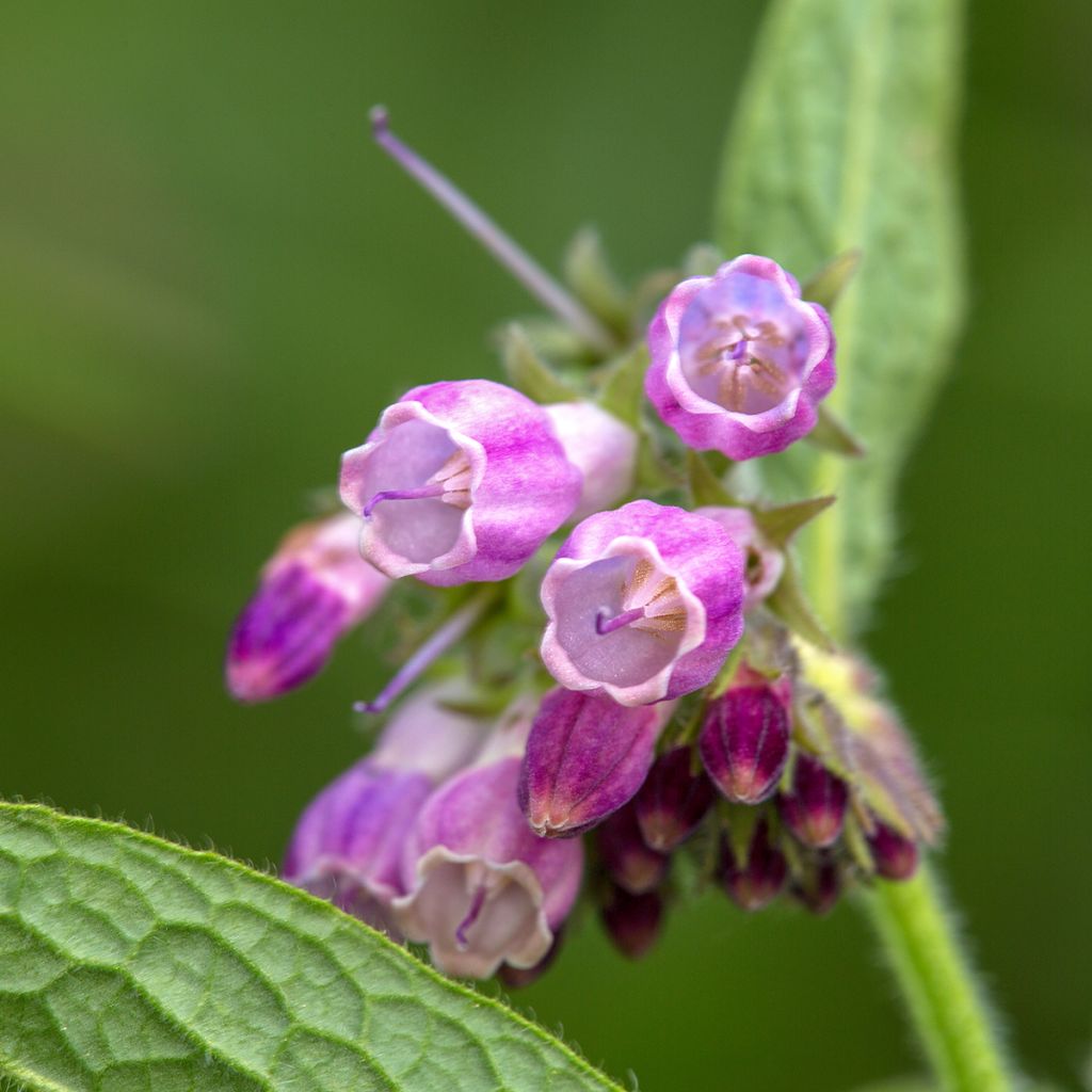 Consoude officinale