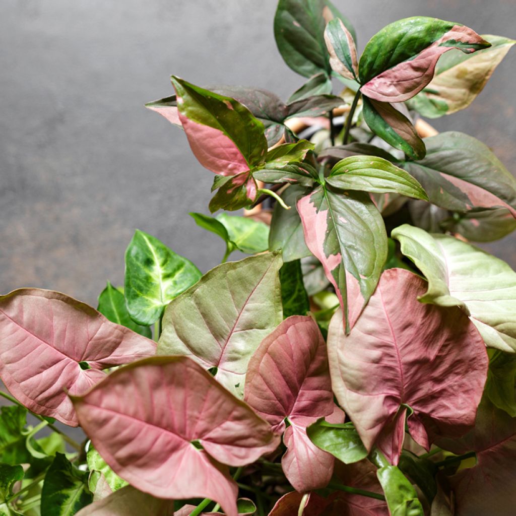 Syngonium Pink Splash