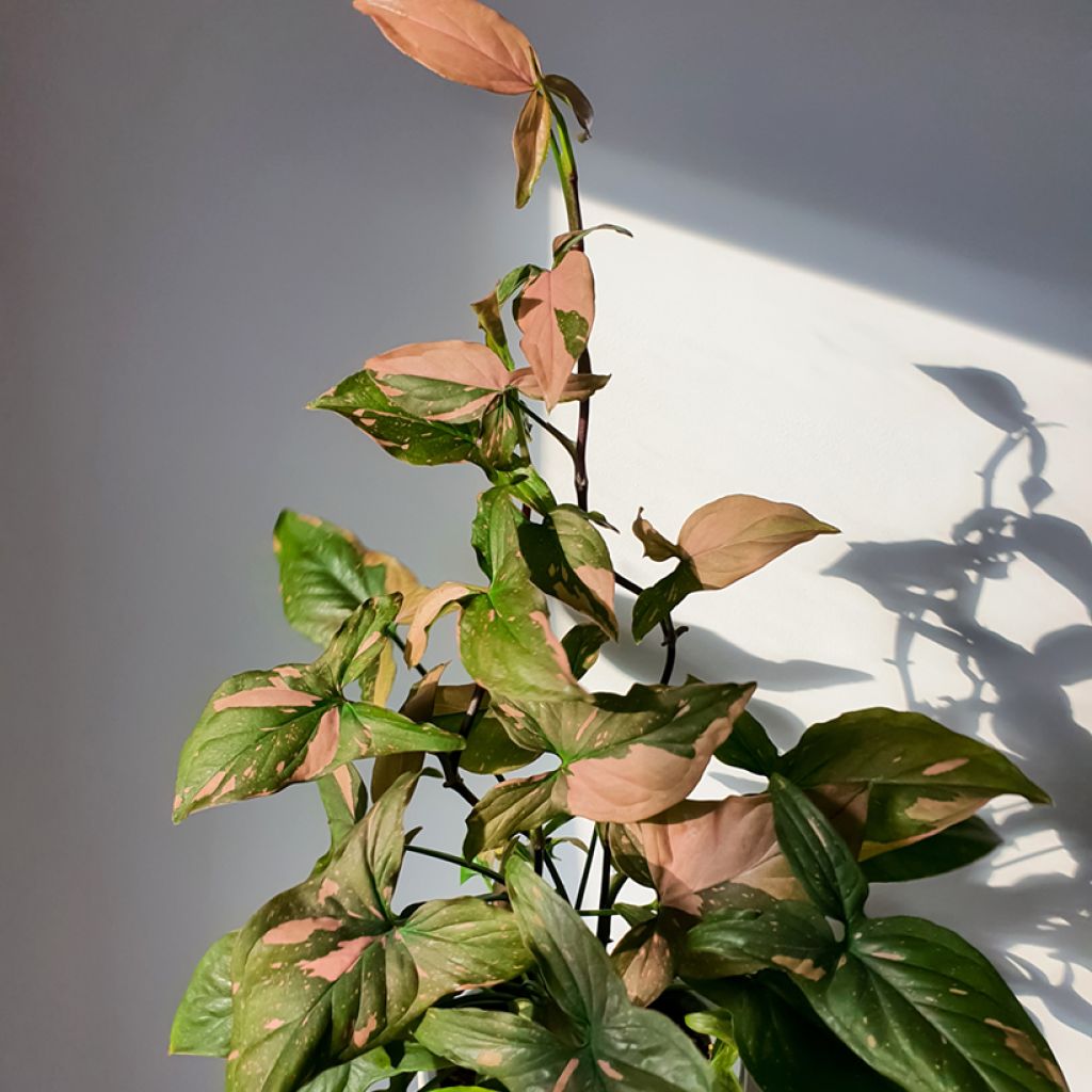 Syngonium Pink Splash