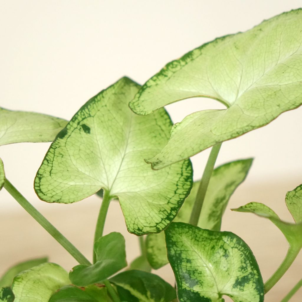 Syngonium Snow White - Patte d'oie