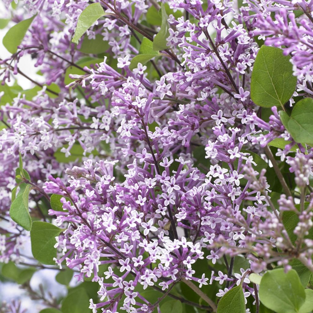 Lilas nain - Syringa meyeri Flowerfesta Purple