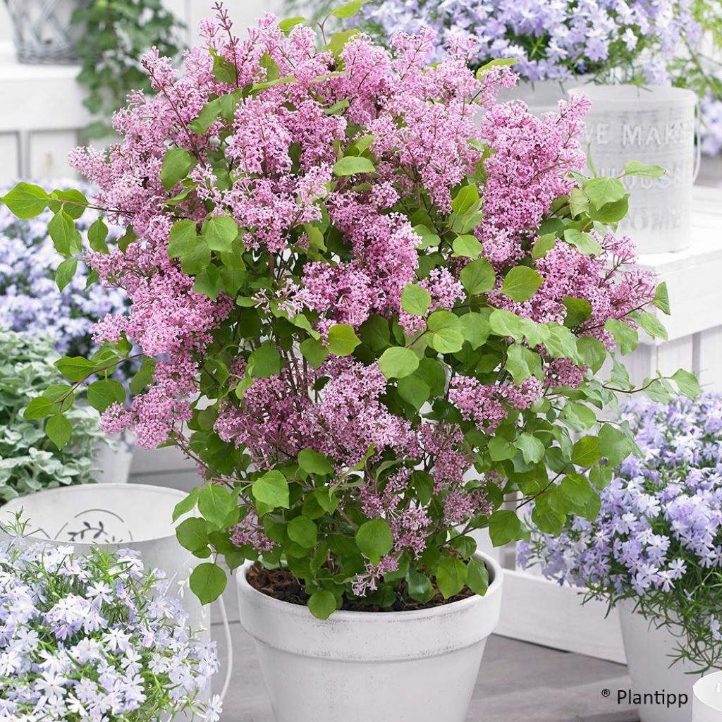 Lilas nain - Syringa meyeri Flowerfesta Pink