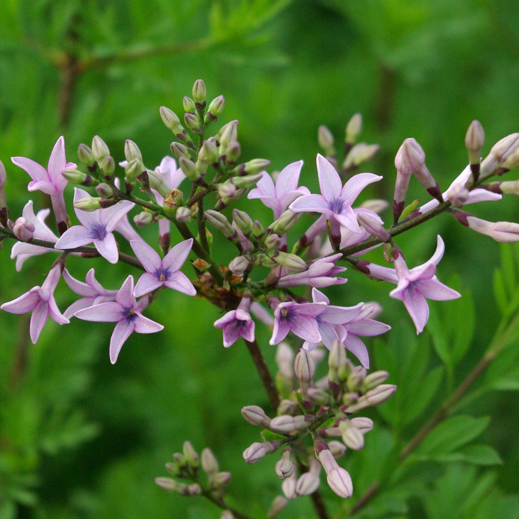 Lilas - Syringa protolaciniata Kabul