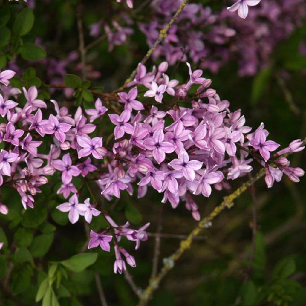 Lilas - Syringa protolaciniata Kabul