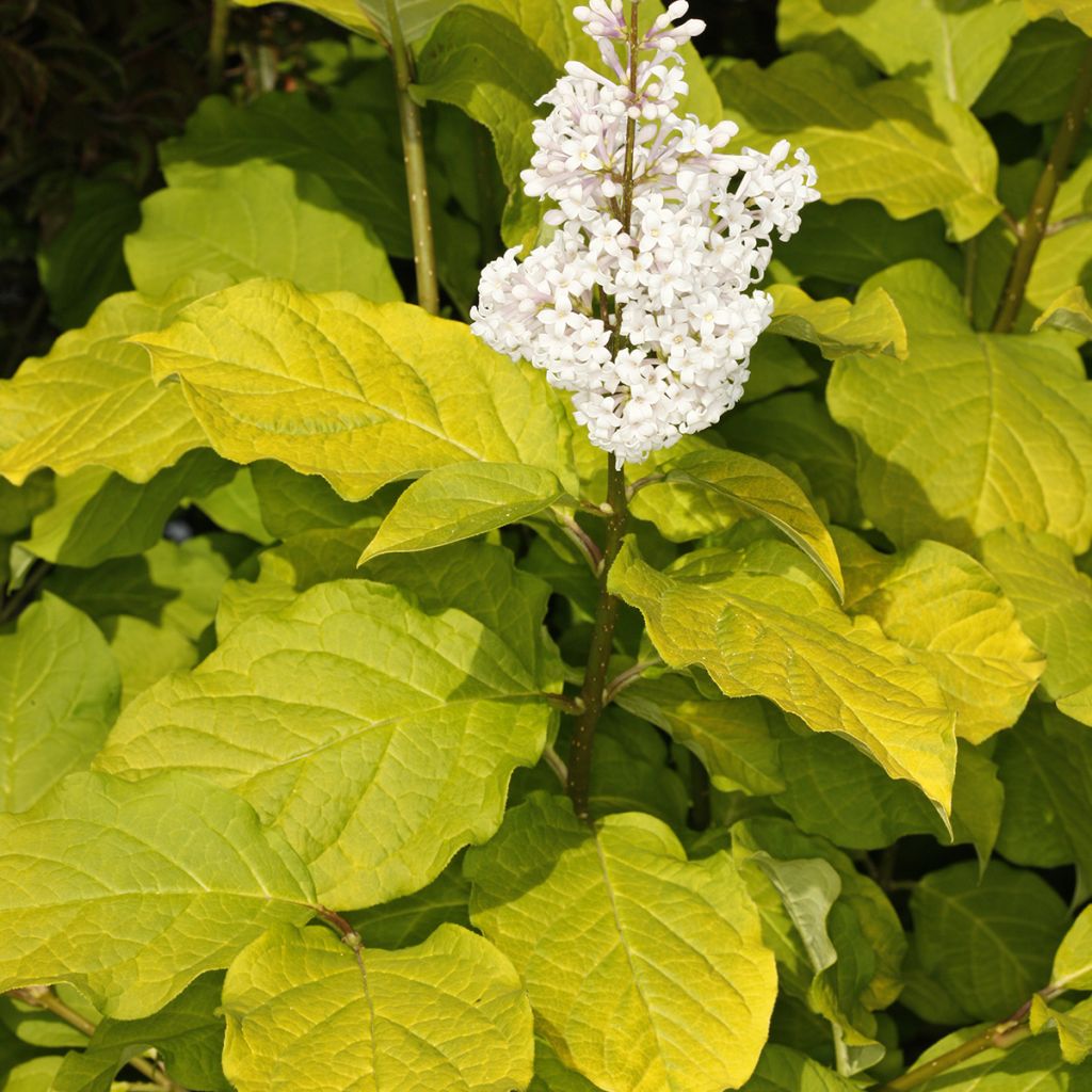 Lilas - Syringa villosa Aurea