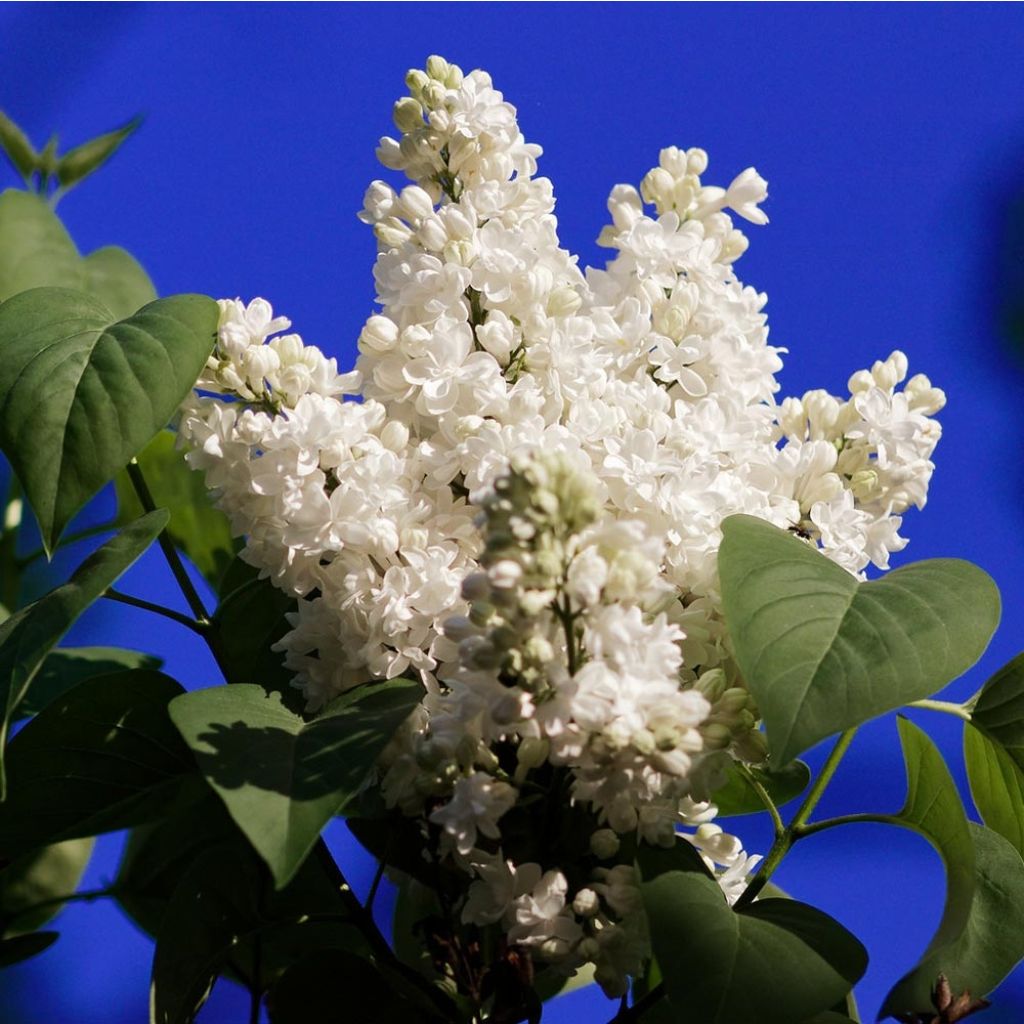 Lilas - Syringa vulgaris Jeanne d'Arc