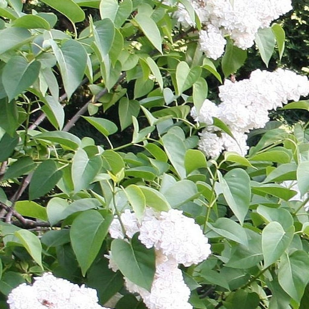 Lilas - Syringa vulgaris Jeanne d'Arc