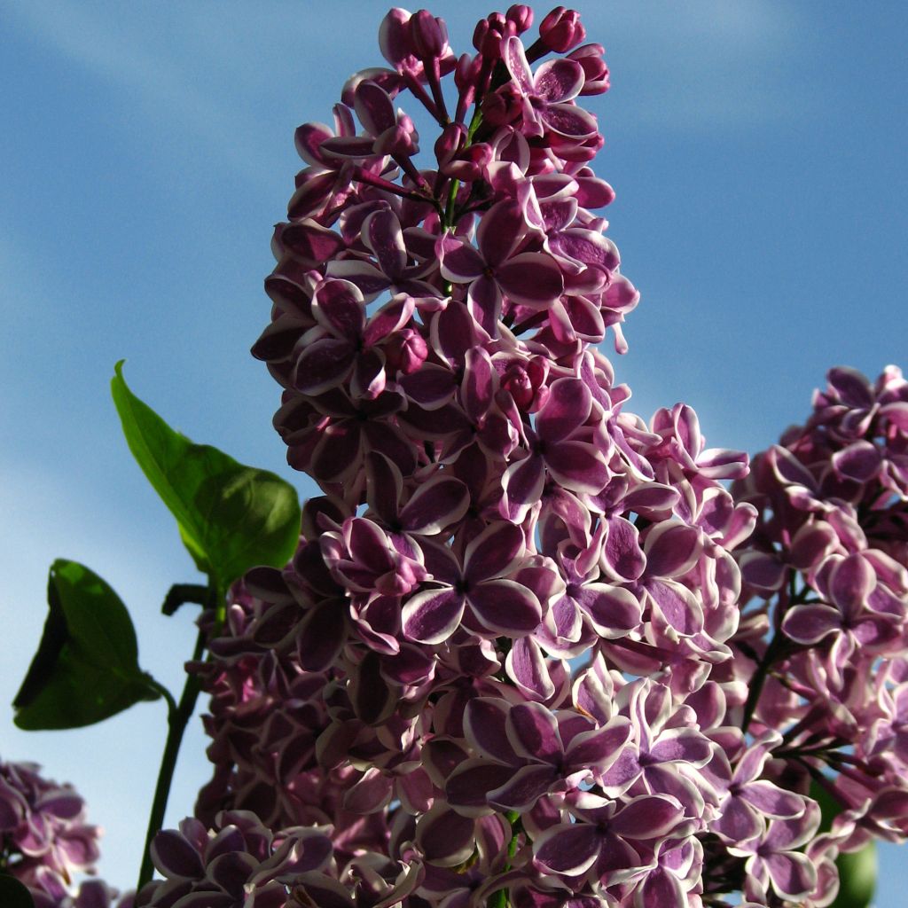 Lilas - Syringa vulgaris Sensation