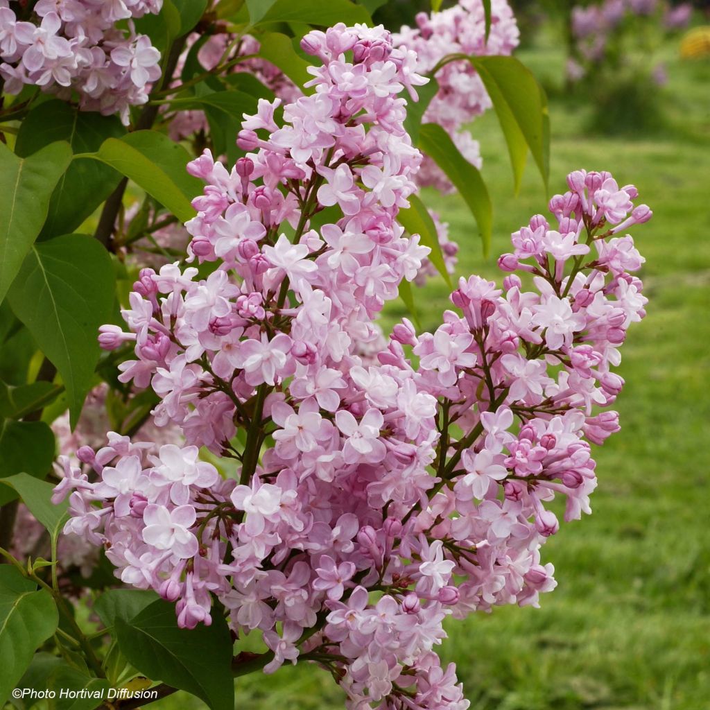 Lilas - Syringa vulgaris Zhemchuzhina